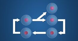 ไมโทซิส