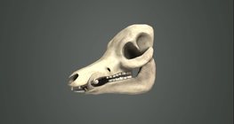 ประเภทของฟันในสัตว์เลี้ยงลูกด้วยน้ำนม