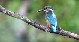 นกเกาะคอน