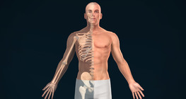 Anatomical planes, axes and directions