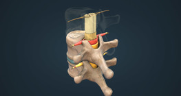 Anatomy of the spinal cord
