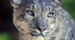 สัตว์เลี้ยงลูกด้วยนม