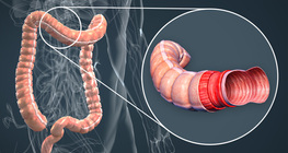 Anatomy of the large intestine