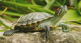 เต่าแก้มแดง