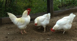 สัตว์ปีกในฟาร์ม