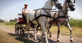 รถโค้ช (รถม้า)