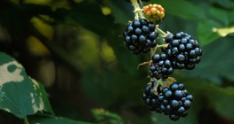 แบล็กเบอร์รี