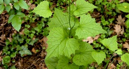 มัสตาร์ดกระเทียม