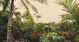 กึ่งเขตร้อน