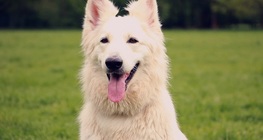 การรับรู้กลิ่นของสุนัข