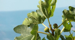 ต้นมะเดื่อ