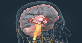 The ventricular system and the main brain regions