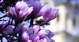 แมกโนเลีย