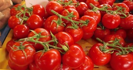 สีของมะเขือเทศ