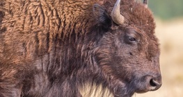 ควายไบซัน